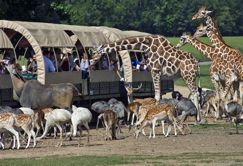 Global wildlife center louisiana - Join us at the Global Wildlife Center in Folsum, Louisiana as we take a guided safari tour. It is located an hour and twenty minutes from New Orleans and Bat...